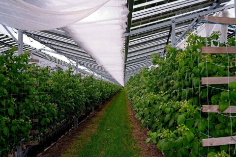 Vineyards & Orchards