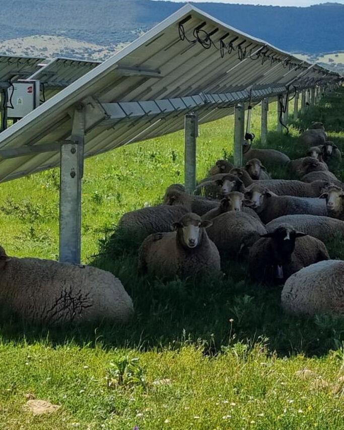 Why Australian Farms Choose Sharp EIT