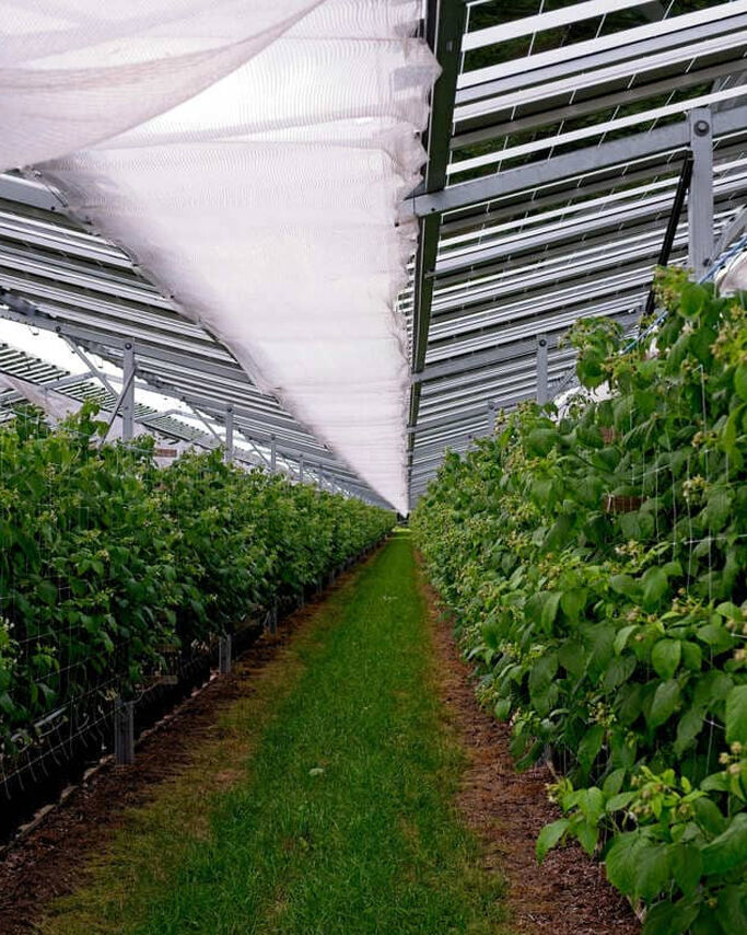 Agrivoltaics in Vineyards & Orchards
