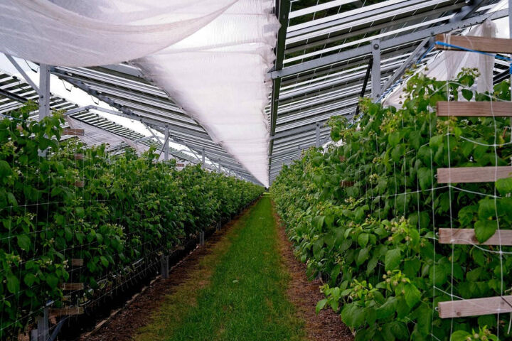 Agri-Solar & Agricultural Solar Systems